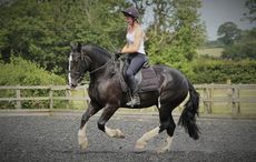 rehoming horses