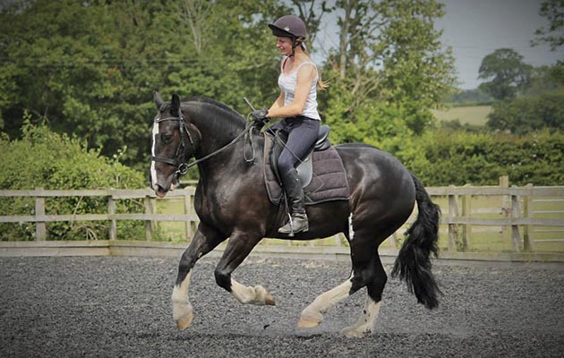rehoming horses
