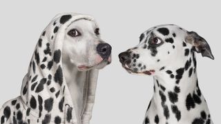 Dalmation and lookalike white dog wearing spotted hoody