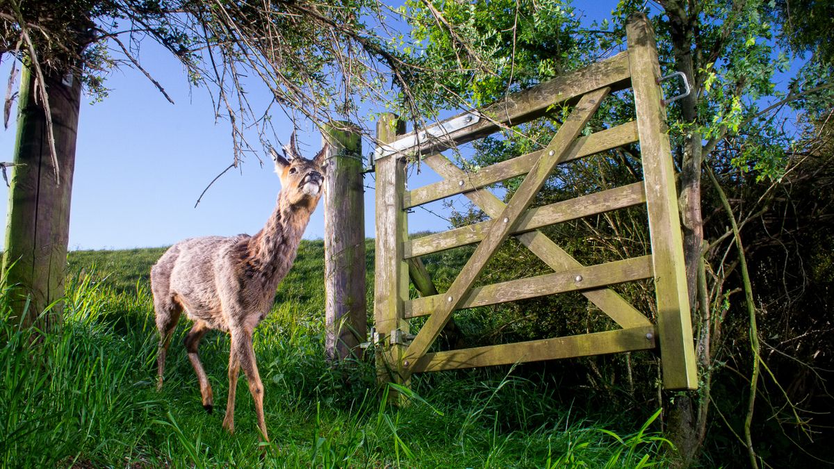 RSPCA Young Photographer Awards