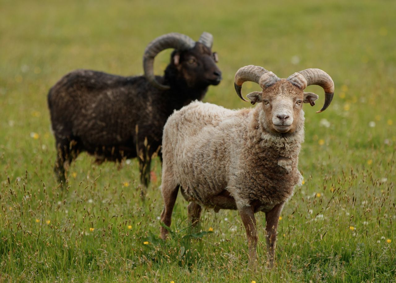 The Ronaldsay sheep has swapped a diet of seaweed for nettles.