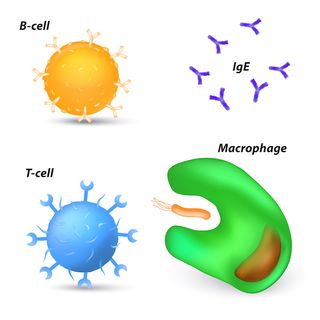 Drawings of a B-cell, T-cell, antibodies and a macrophage.