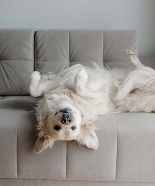 dog on a sofa