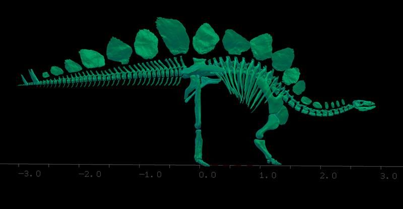 complete stegosaurus skeleton