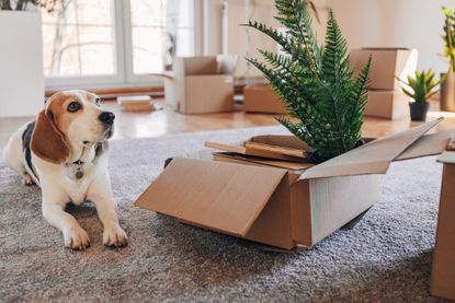 A dog sits surrounded by cardboard boxes, with one containing a house plant
