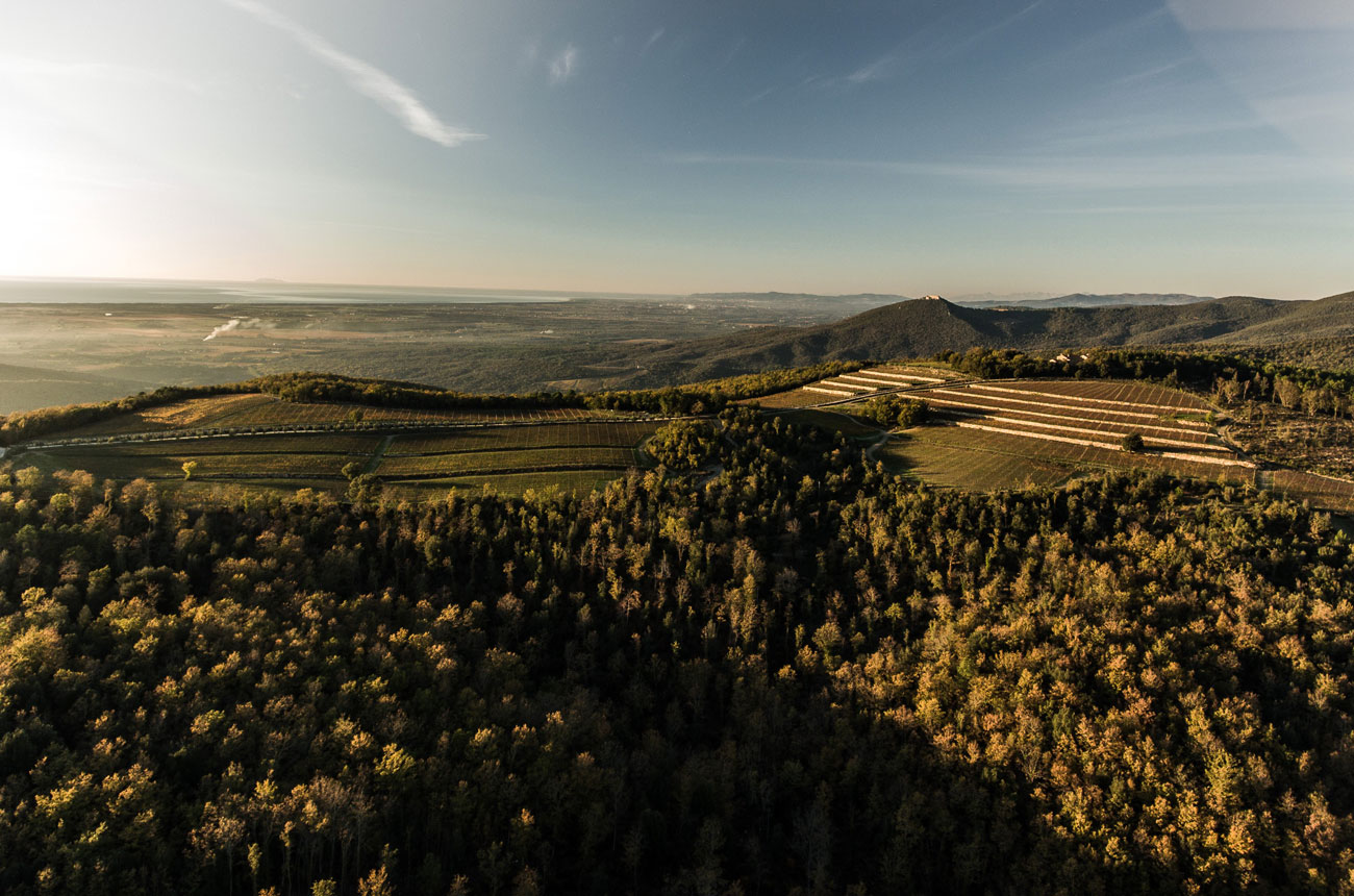Tenuta-Sette-Cieli-vineyards