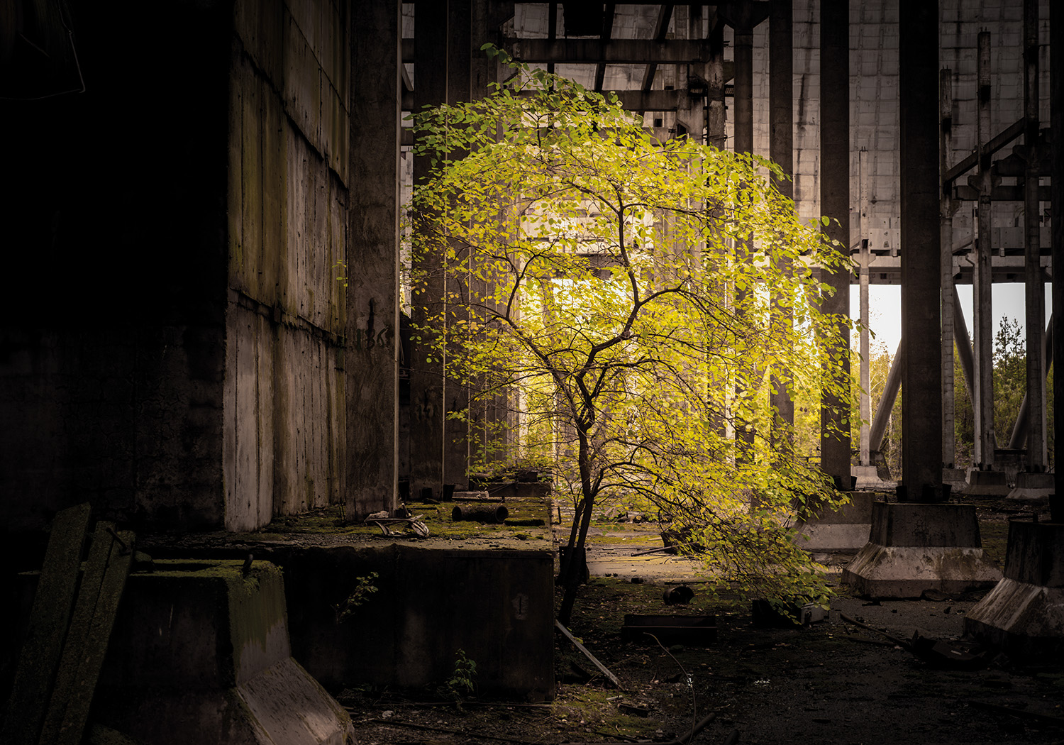 A young tree with bright yellow-green leaves grows inside the dark, concrete interior of an abandoned cooling tower, framed by massive pillars and lit by daylight from beyond.