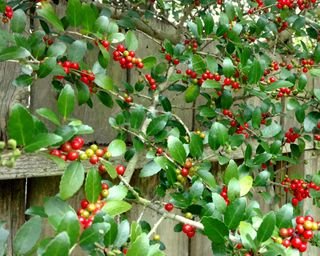 wooden fence covered in holly with red berries
