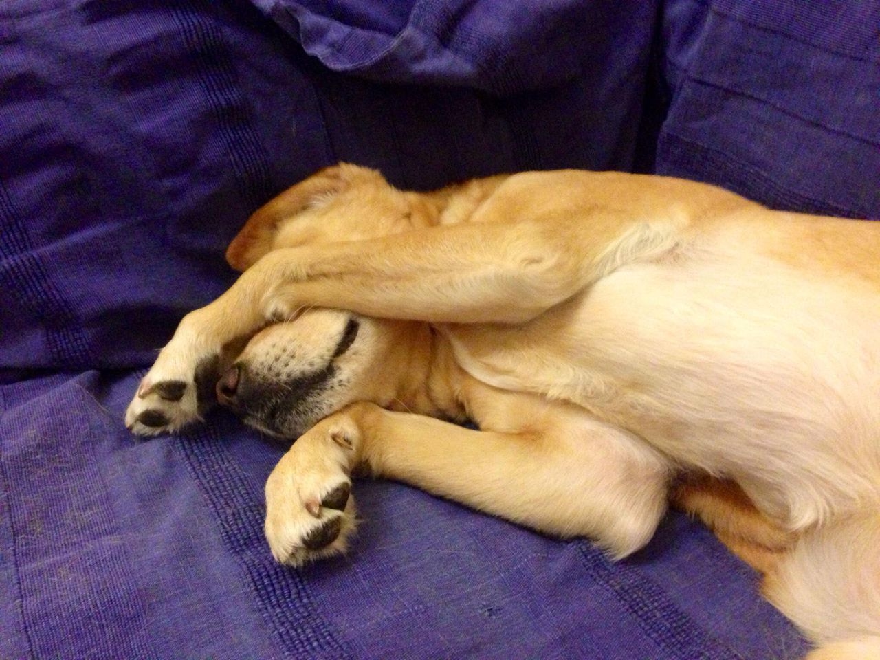 A yellow Labrador lying on a sofa, covering its face with its paws as it sleeps.