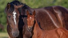 foalstockshoot.jpg