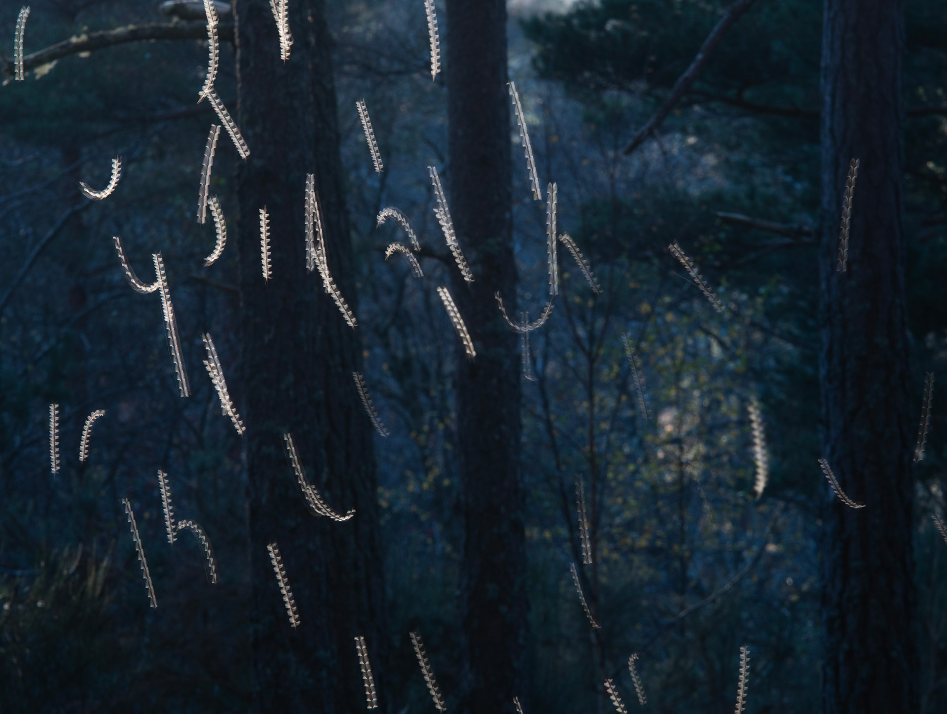 Long exposure shot of gnats – looking like dancing around – in a blue tinted forrest with subtle woodland textures
