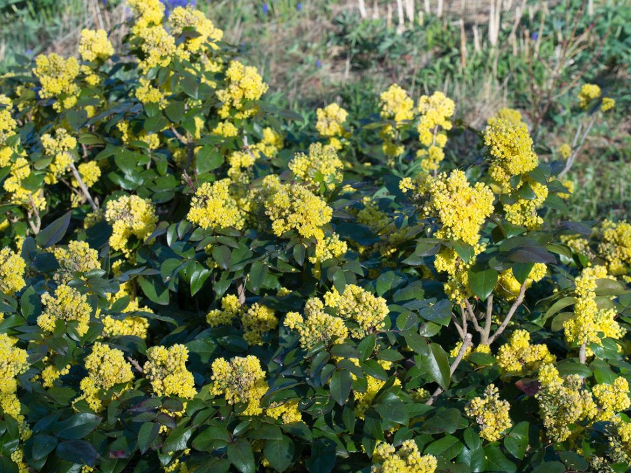 Yellow Flowered Shrubs