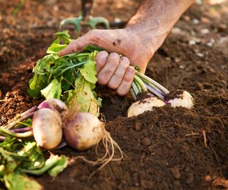 turnips being pulled from the ground