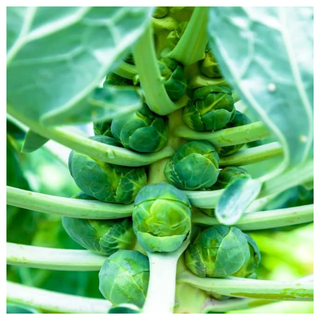 A close-up of a churchill brussel sprout seeds