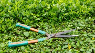 picture of garden shears sat on top of a garden hedge