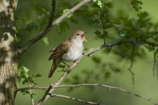 common nightingale