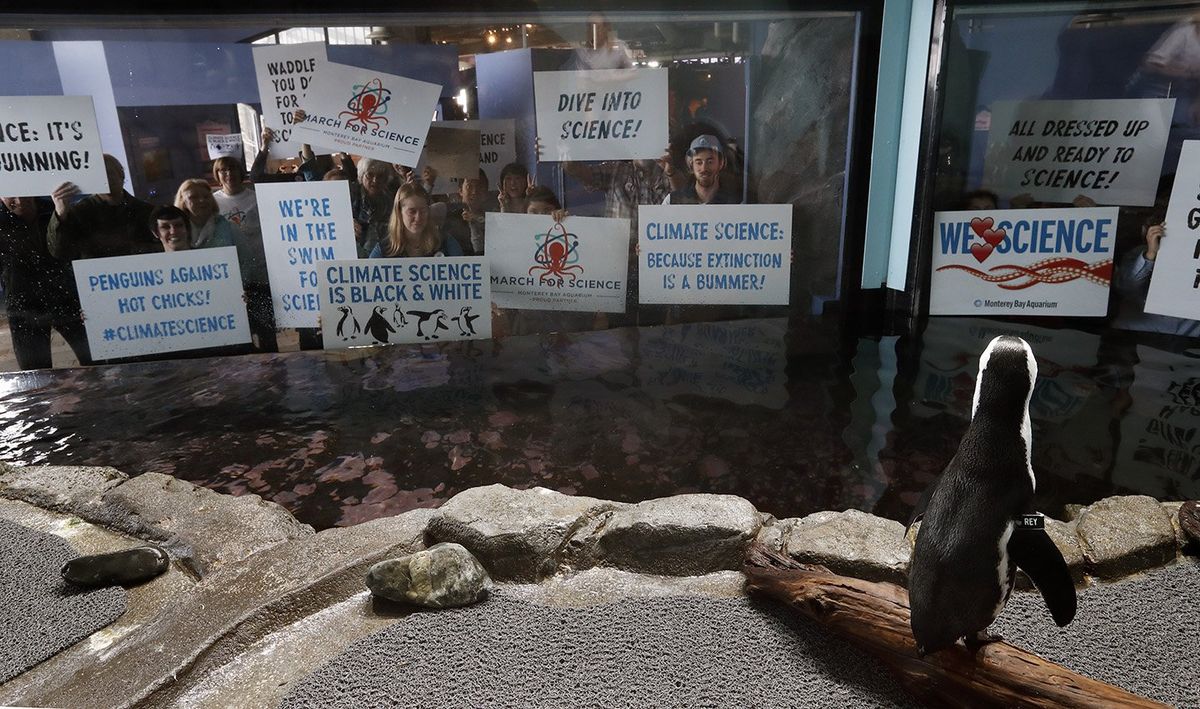 monterey-aquarium-penguin-march.jpg