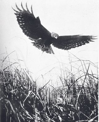 Hen Marsh Harrier from Country Life in 1902