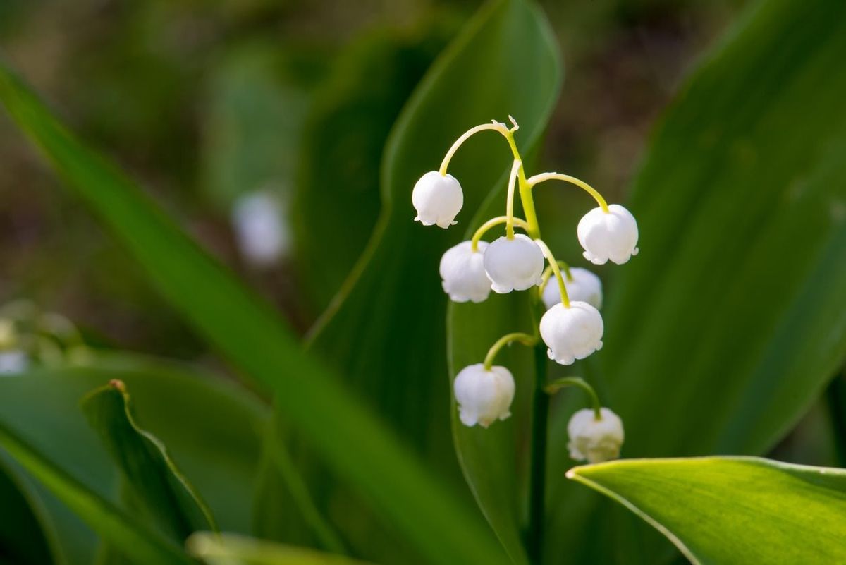 Toxicology Answer: the Lovely Lily of the Valley - ACEP Now