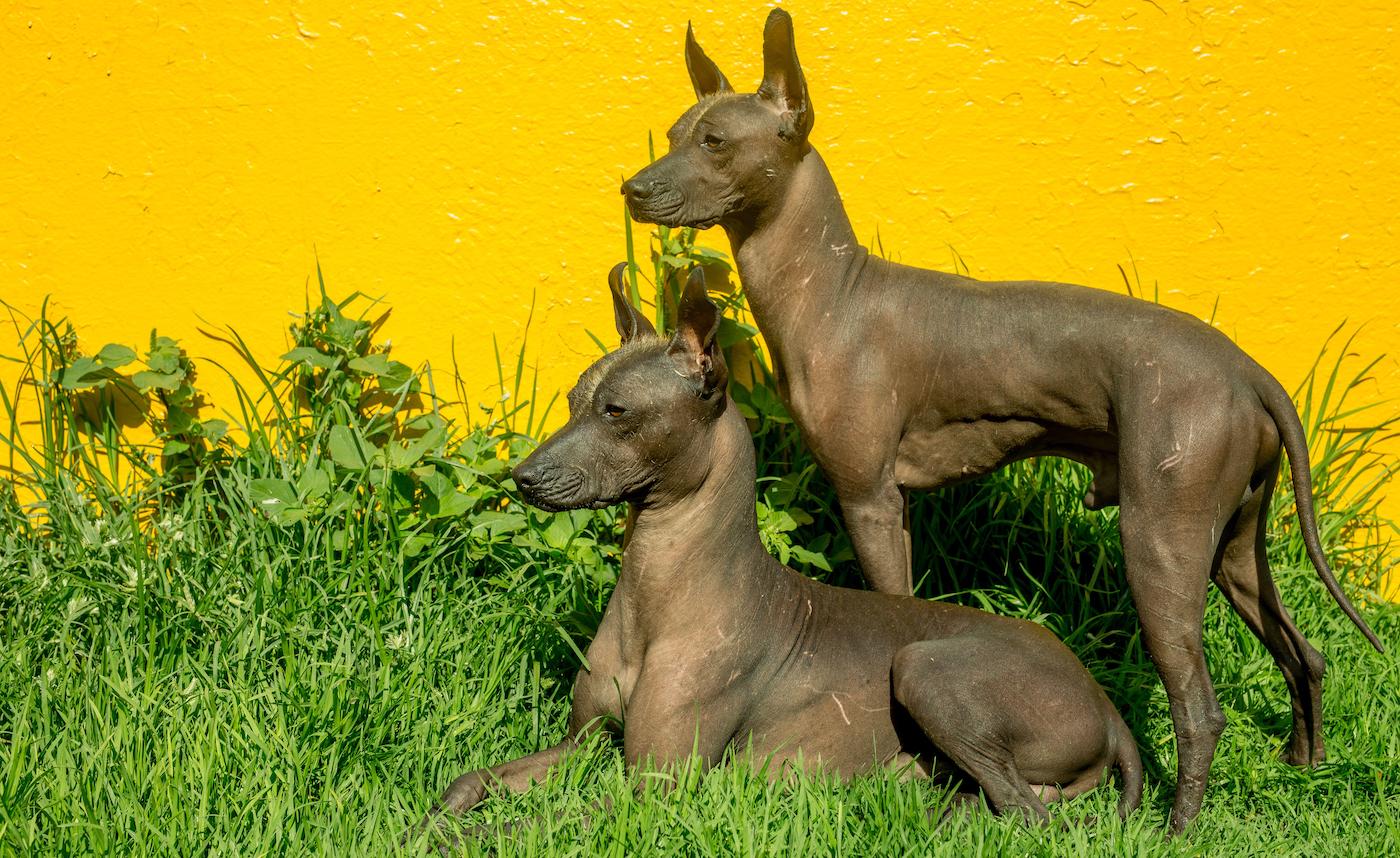 Xoloitzcuintle is among the dog breeds that don't shed
