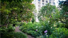 The Lotus Garden, New York City