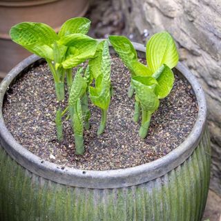 Round green/grey plant pot with leafy greens growing out of it and seaweed sprinkled over the soil