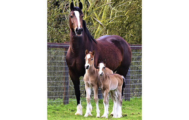 twin foals