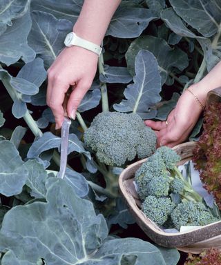 harvesting calabrese while the florets are still tightly packed and closed