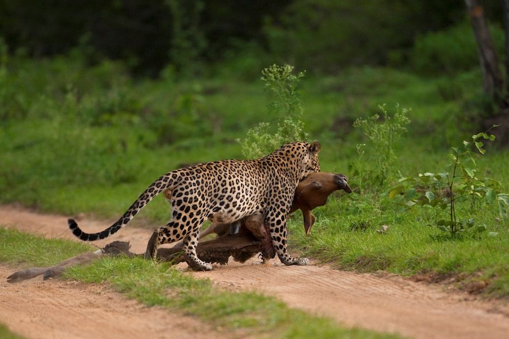 A leopard with prey