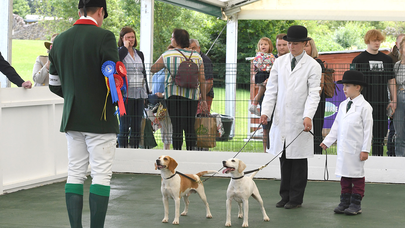 Gt. Yorks Show Beagles/Harriers 13.07.21 Beagle Dog hounds Championship Champ. &amp;amp; Res. Ampleforth FARRIER &amp;amp; FAIRFAX with H/Man Josh Smith and Mikala Williams &amp;amp; Daniel Bays ( 5 ))