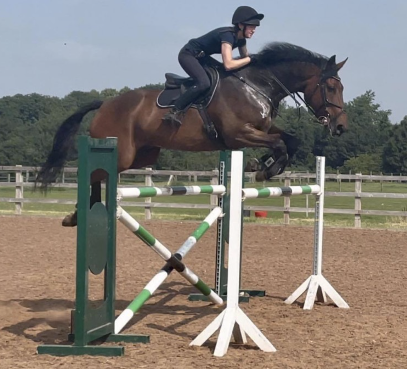 Bay horses for sale