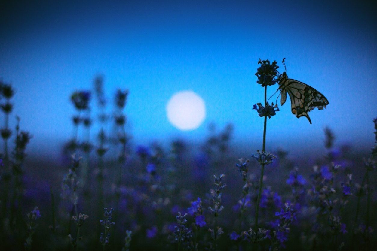 Butterfly On A Flower In The Moon Light