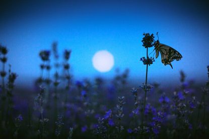 Butterfly On A Flower In The Moon Light