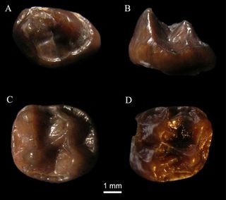 The newfound little ape, Simiolus minutus, is known from just three, tiny teeth.