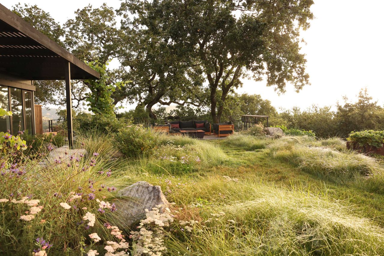 a wildflower sedge meadow outside a home