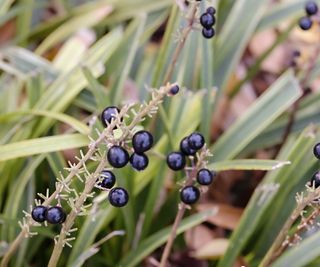 Liriope muscari with black berries