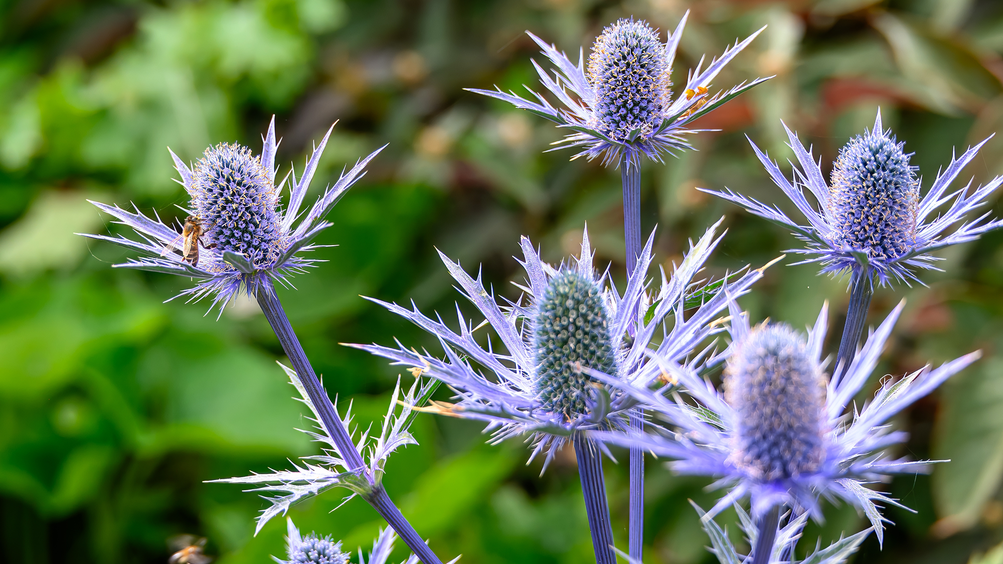 Sea holly, Eryngium