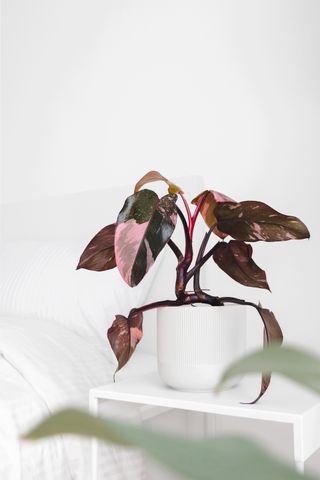 Blushing Philodendrom houseplant / Philodendron Pink Princess