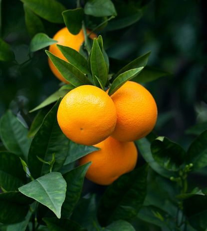 citrus fruit