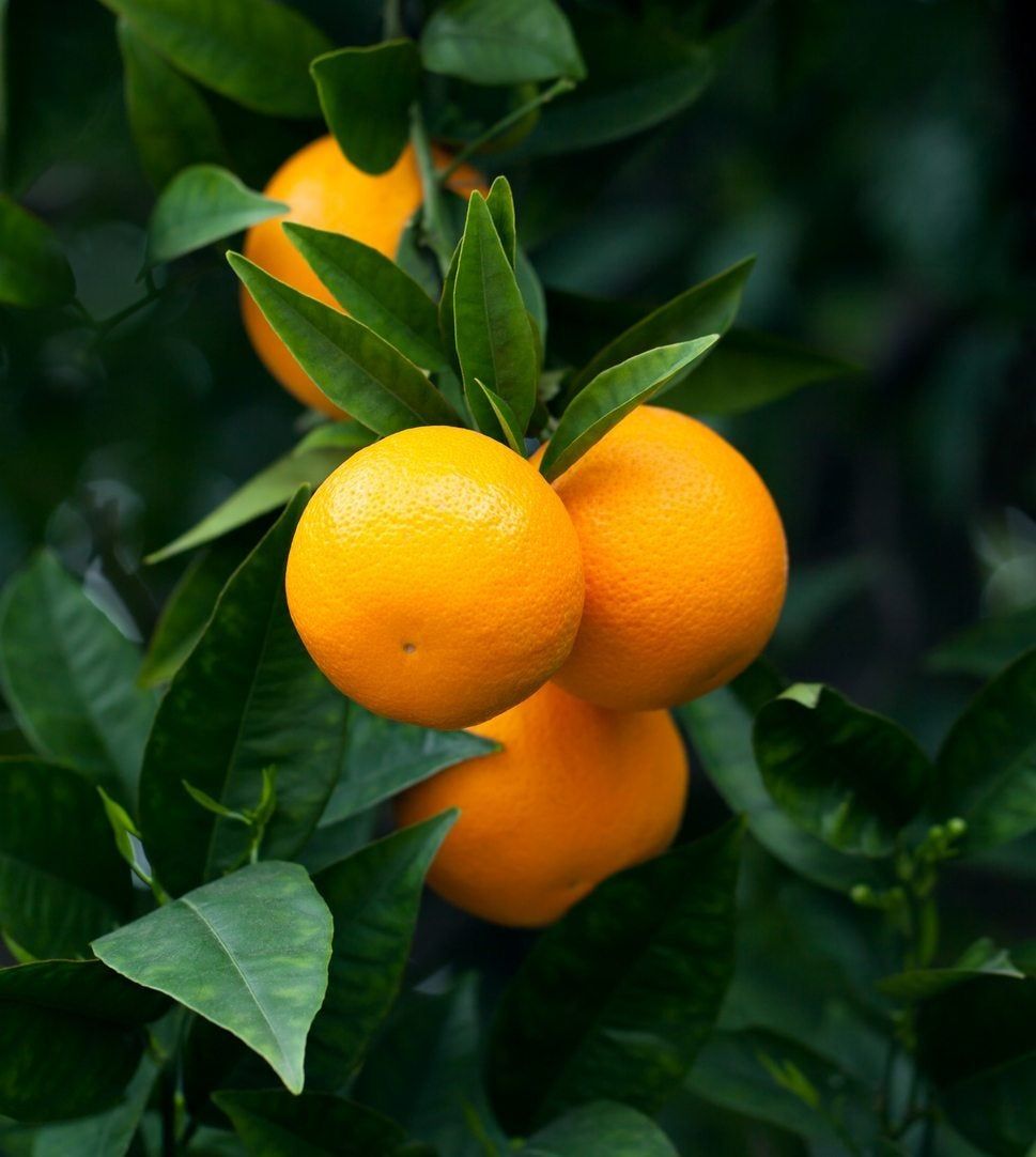 citrus fruit