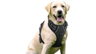 Rabbitgoo no-pull dog harness