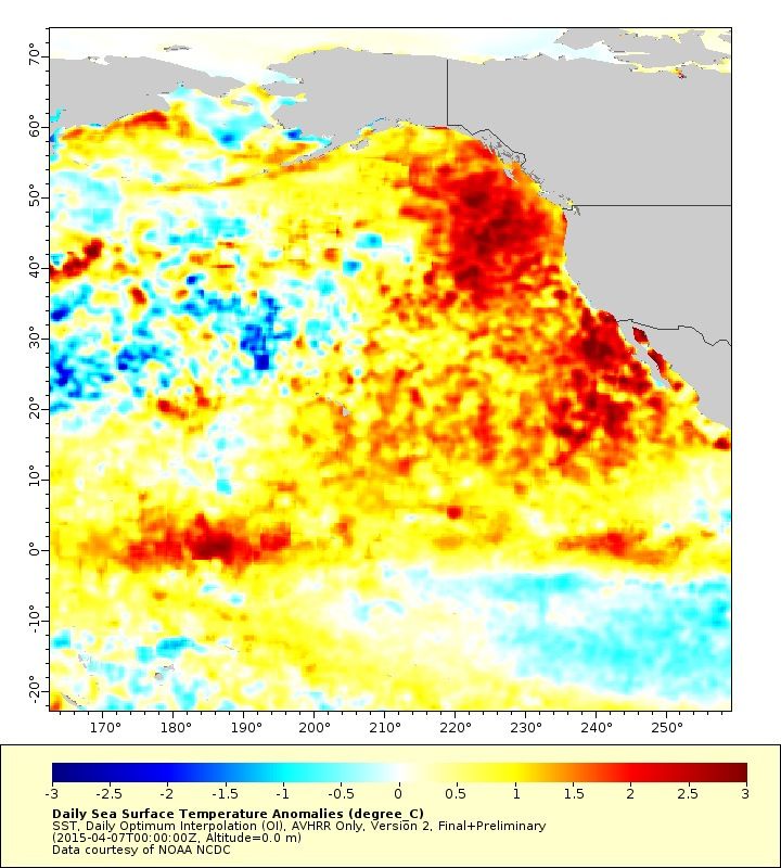 Warm Blob in the Pacific Ocean