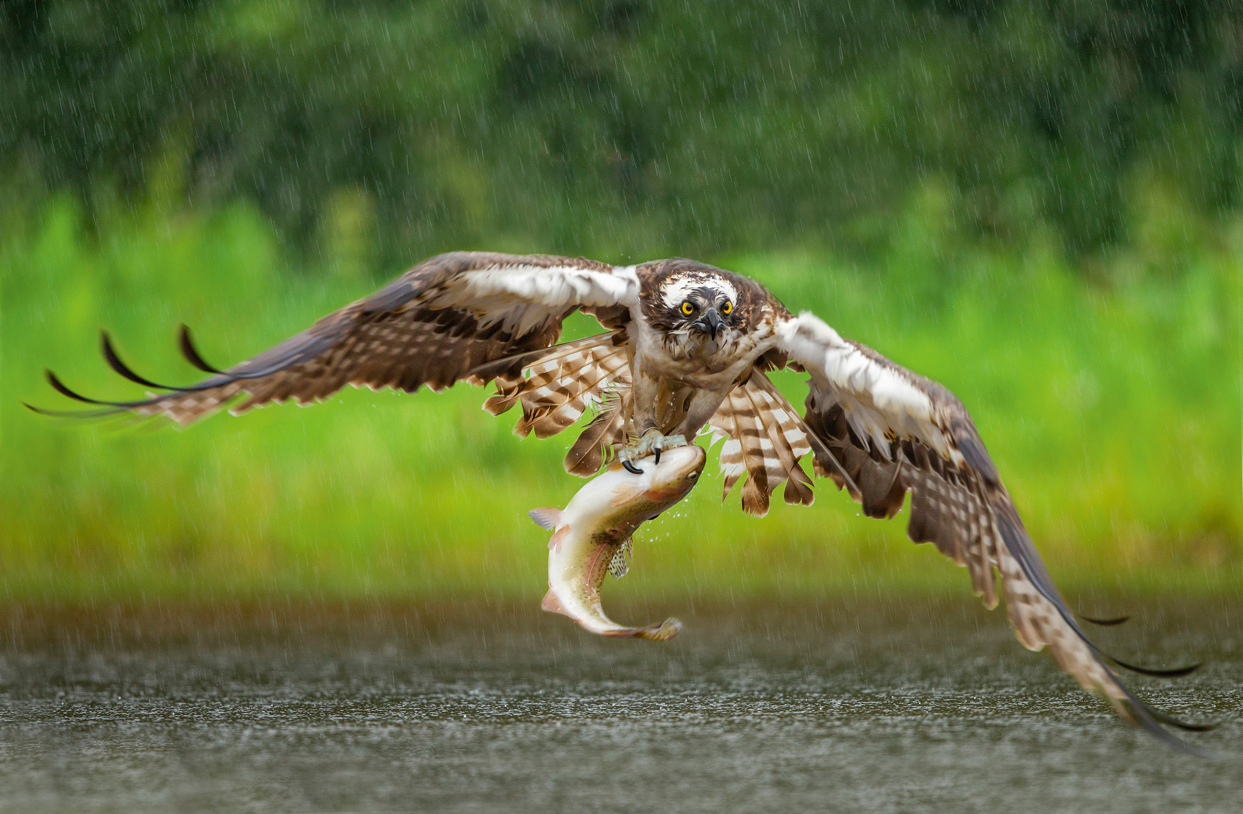 An osprey showcases its fishing skills as a meal is plucked from a Scottish Highland loch