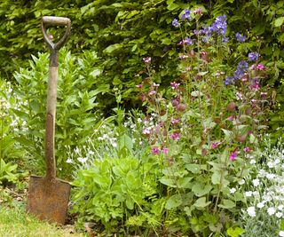 A rusty spade in spring