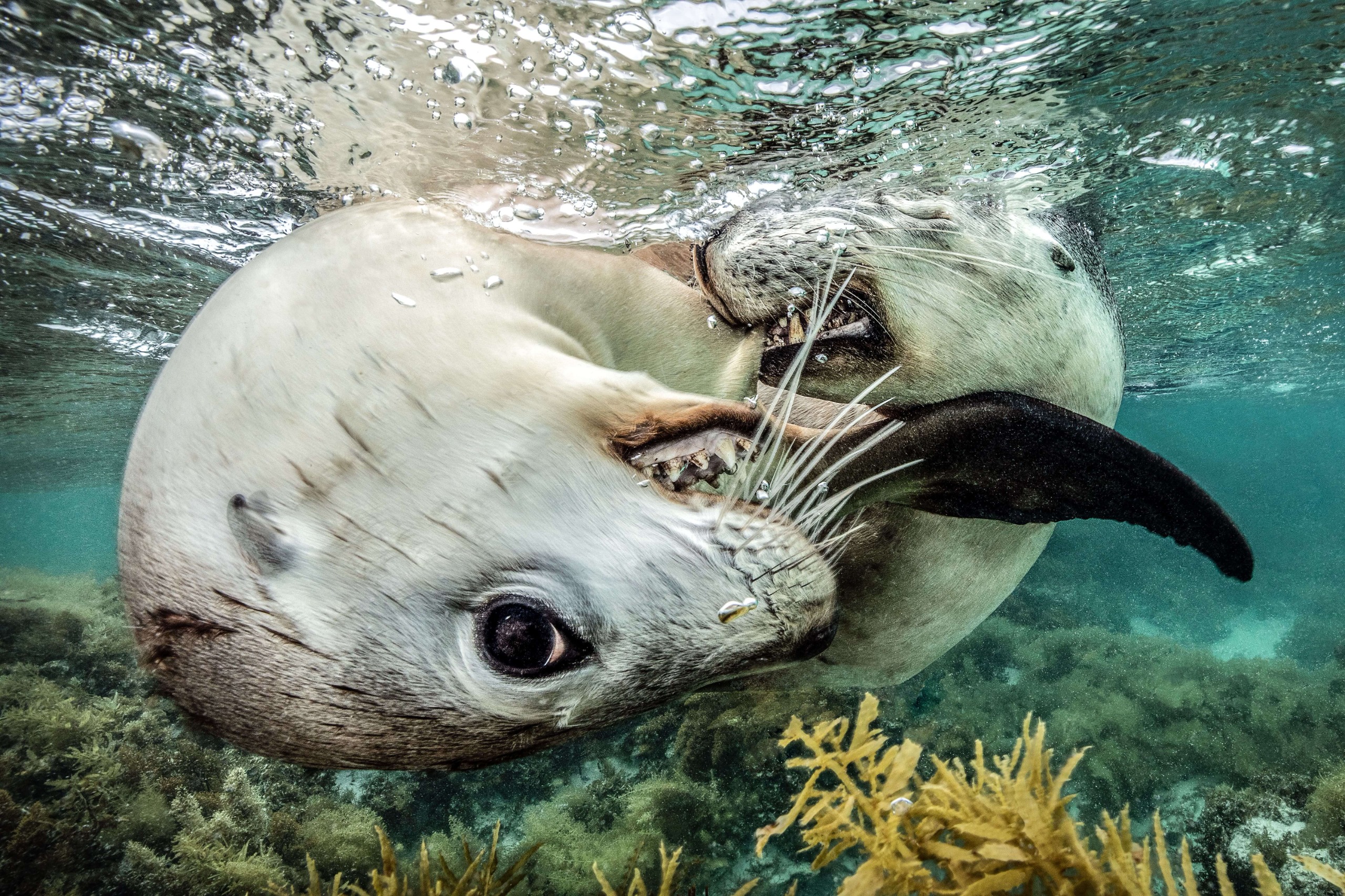 Two sea lion pups wrapped around each other near to the camera. One looks directly at camera.