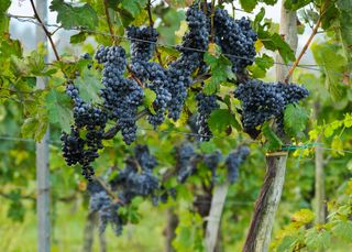 Blaufrankisch wine grapes