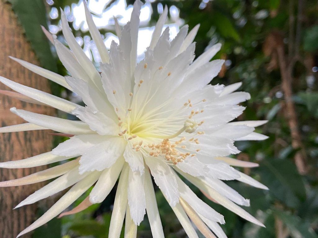 1st time-lapse of rare moonflower blooming is stunning