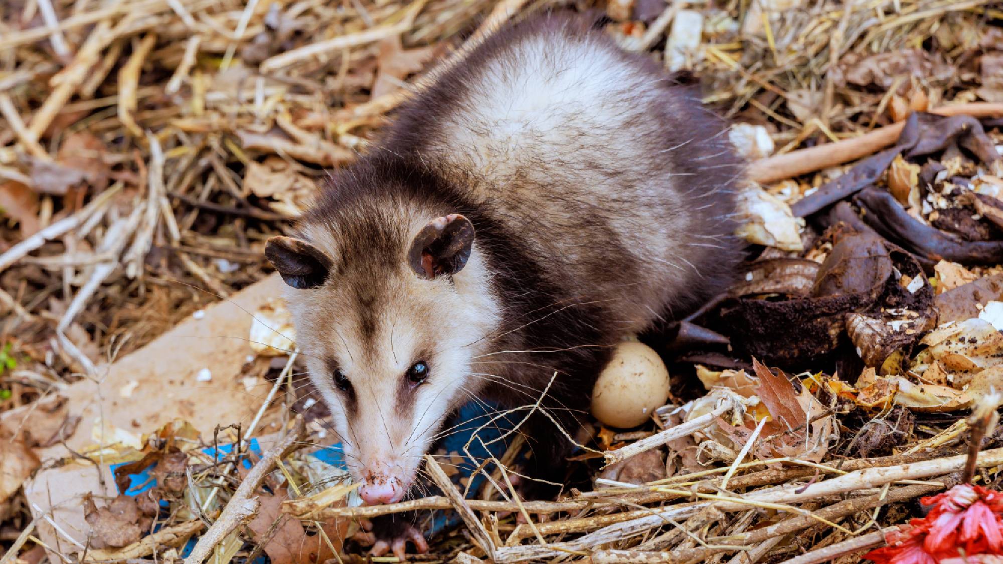 A wild opossum digging through a messy pile of twigs, dry leaves, and yard debris in search of food