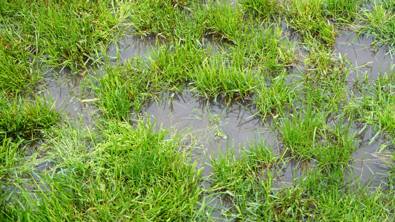 Waterlogging in a garden