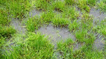 Waterlogging in a garden